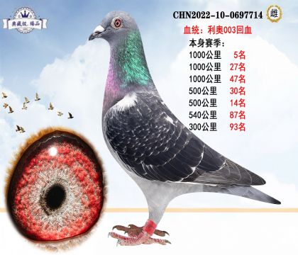 利奧003回血 本身賽季1000公里5名