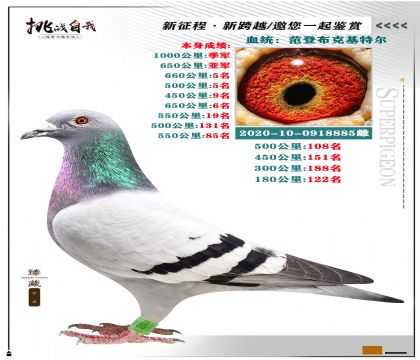 強烈推薦:范登布克”基特爾“ 本身成績1000公里季軍