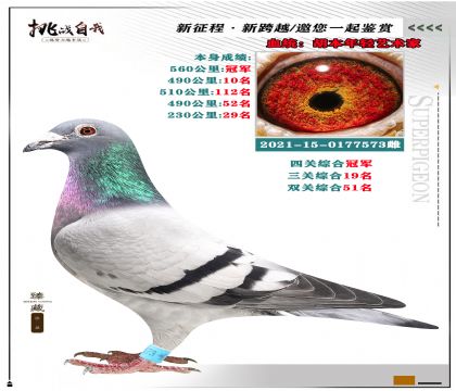 強烈推薦:胡本“年輕藝術家” 本身成績:560公里冠軍