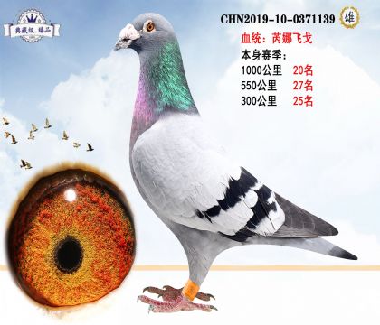 芮娜飛戈 本身賽季1000公里20名