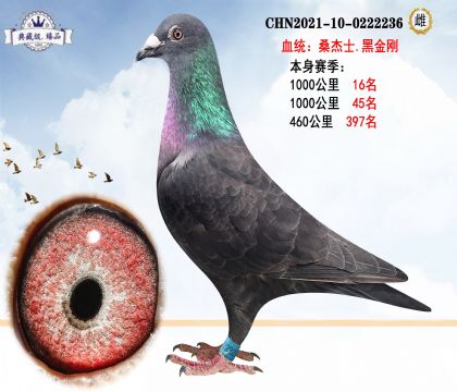 桑杰士.黑金剛 本身賽季1000公里16名