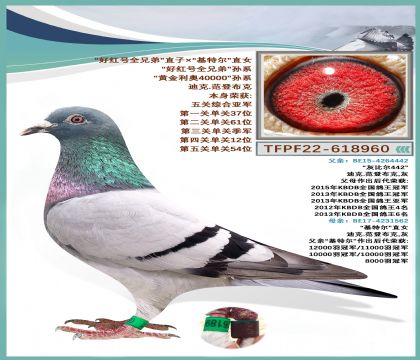 臺灣“好紅號全兄弟”X”基特爾“直女