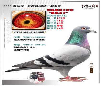 臺灣黃肆烔作出 閃電桑杰士近親”強龍王子“