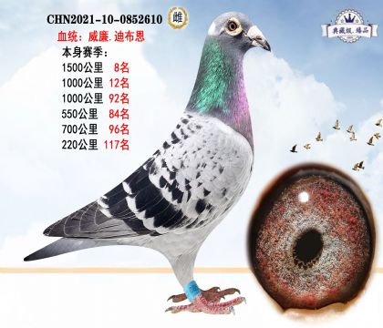 威廉.迪布恩 本身賽季1500公里8名