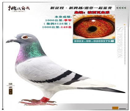 血統(tǒng):波西瓦血系 本身成績1000公里季軍