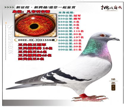 血統(tǒng):凡布利安娜 本身成績600公里冠軍