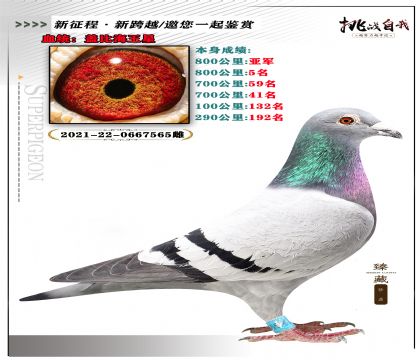 血統(tǒng):蓋比海王星 本身成績:800公里亞軍