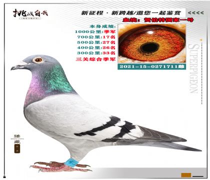 血統(tǒng):賀伯特國家一號 本身成績:1000公里季軍