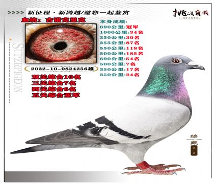 血統(tǒng):基諾克里克 本身成績690公里冠軍