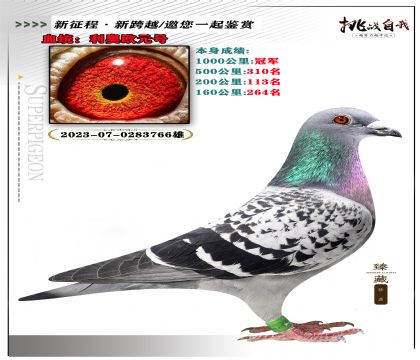 血統(tǒng):利奧歐元號 本身成績:1000公里冠軍