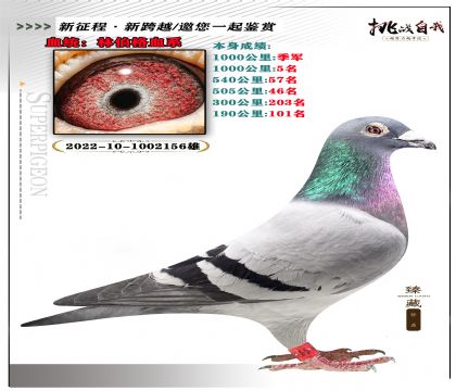 血統(tǒng):林伯格血系 本身成績:1000公里季軍