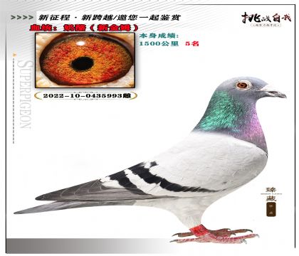 血統(tǒng):奶酪(新金姆) 本身成績:1500公里5名