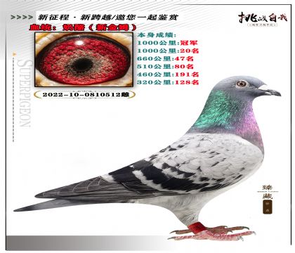 血統(tǒng):奶酪(新金姆) 本身成績1000公里冠軍