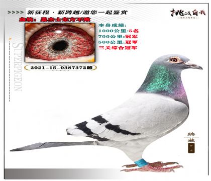 血統(tǒng):桑杰士東方不敗 本身成績1000公里5名