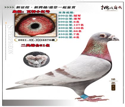 血統(tǒng):瓦特小紅號 本身成績:500公里冠軍