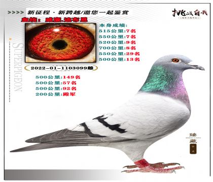血統(tǒng):威廉.迪布恩 本身成績:550公里7名