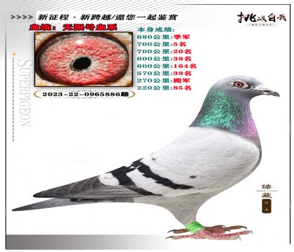 血統(tǒng):無限號血系 本身成績680公里季軍
