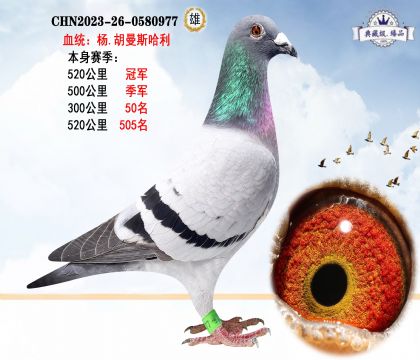 血統(tǒng):楊.胡曼斯哈利 本身賽季520公里冠軍