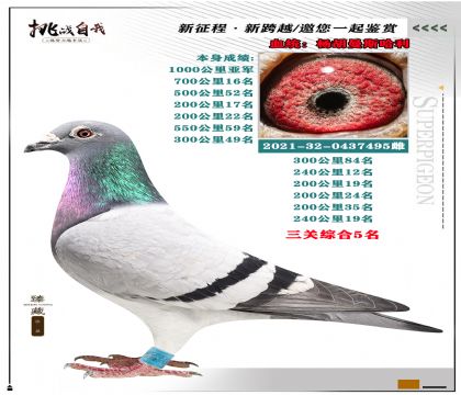 血統(tǒng):楊胡曼斯”哈利“ 本身榮獲1000公里亞軍