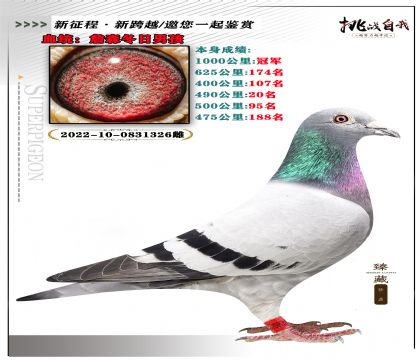 血統(tǒng):詹森冬日男孩 本身成績1000公里冠軍