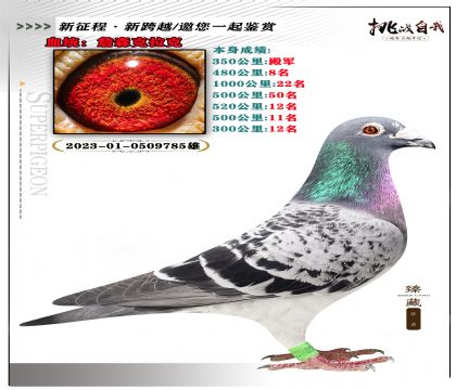 血統(tǒng):詹森克拉克 本身榮獲1000公里22名