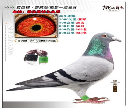 血統(tǒng):最佳基特爾血系 本身成績:1000公里亞軍