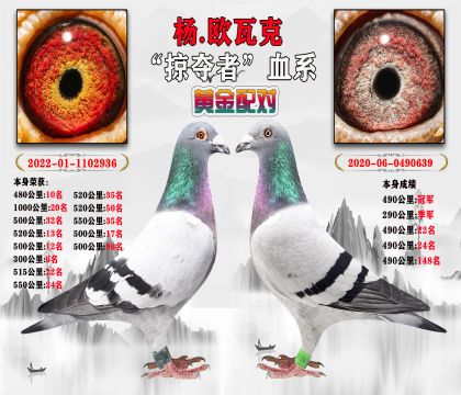 楊.歐瓦克”掠奪者“血系 黃金配對