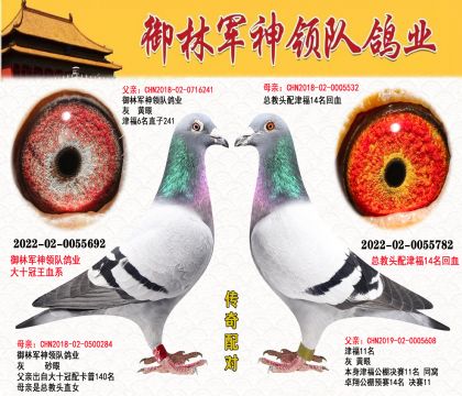 御林軍神領隊鴿業(yè) 黃金配對