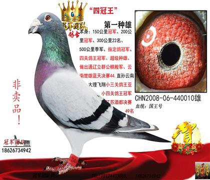 父亲一四冠王(冠军源头鸽)