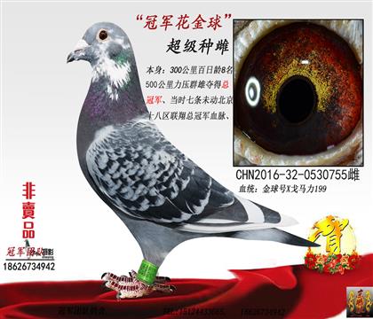 外祖母一冠军花金球