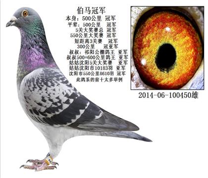 家族成员之一500公里冠军