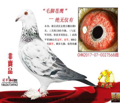 母亲一毛脚苍鹰