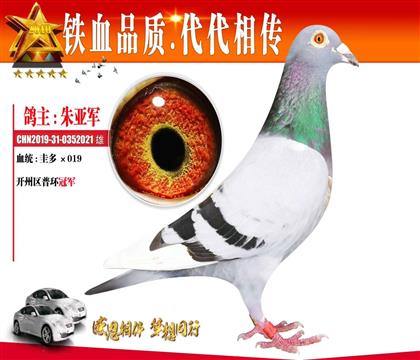 下代鸽一重庆500公里冠军