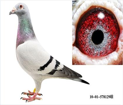 母亲一本身北京11次高位