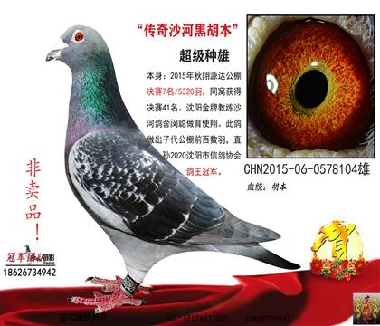 父亲一名家沙河鸽舍公棚决赛7名