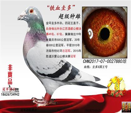 父亲一铁血圭多