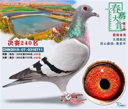 家族成绩鸽之一