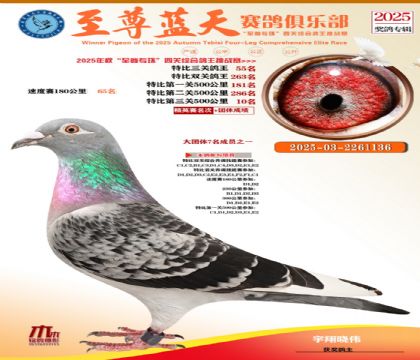 特比三關(guān)鴿王55名