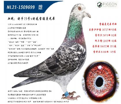 ׵ûֱӣ(zhn)Nٶһ