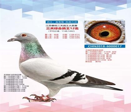 泰悅?cè)P(guān)鴿王12名