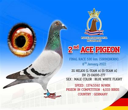 芭堤雅公棚鴿王亞軍