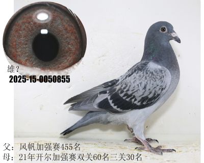 _(ki)ӏ(qing)ِpP(gun)60P(gun)30L(fng)455