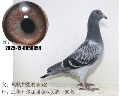 _(ki)ӏ(qing)ِpP(gun)60P(gun)30L(fng)455