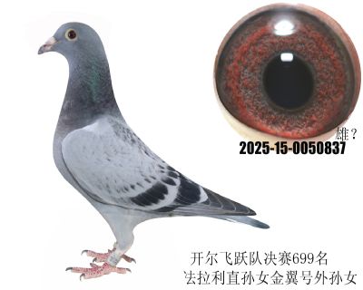 _(ki)wS(du)699ֱOŮO