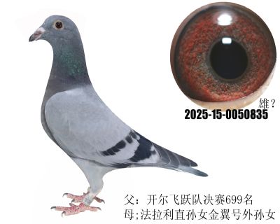 _(ki)wS(du)699ֱOŮO