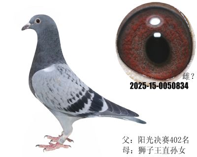 (yng)402{ֱOŮ_(ki)wS699