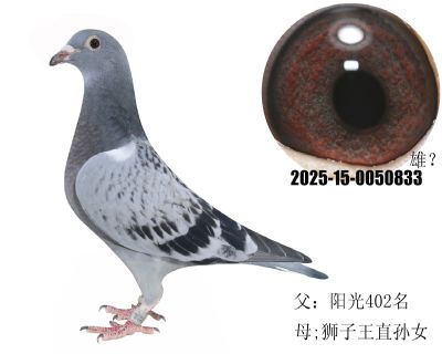 (yng)402{ֱOŮ_(ki)wS699