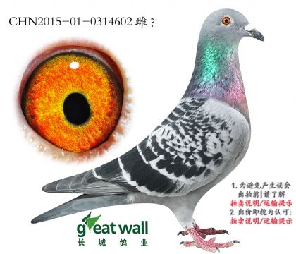 16.Qِ12ƽ݅.0314602