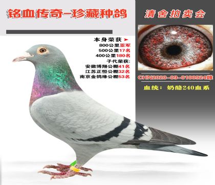 Ѫy(tng)240Ѫϵɿ800܊