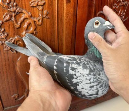 臺灣海翔五關綜合20等“考夫曼.小迪克”重點金母